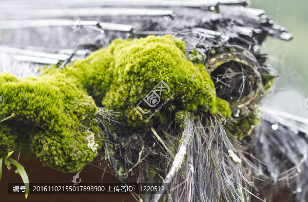 苔蘚和Straw,Roof,Close起來(lái)