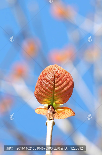 第一個(gè)春天的樹葉