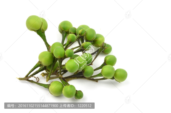 刺天茄