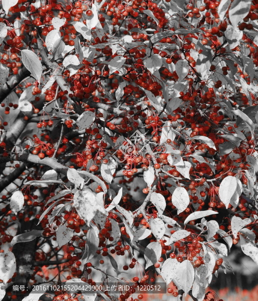 紅漿果