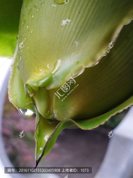 芭蕉樹