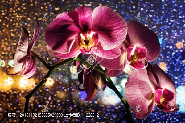 粉紅色蘭花在彩色背景與下降