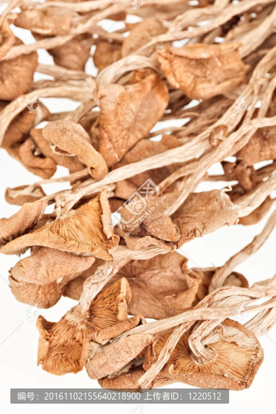 蜜環(huán)菌（圈）干蘑菇白色隔離