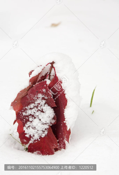 紅橡樹葉覆蓋著第一場(chǎng)雪