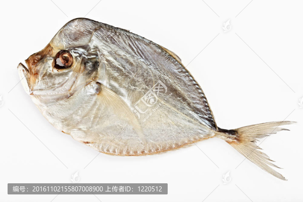 咸翻車魚孤立在白色背景