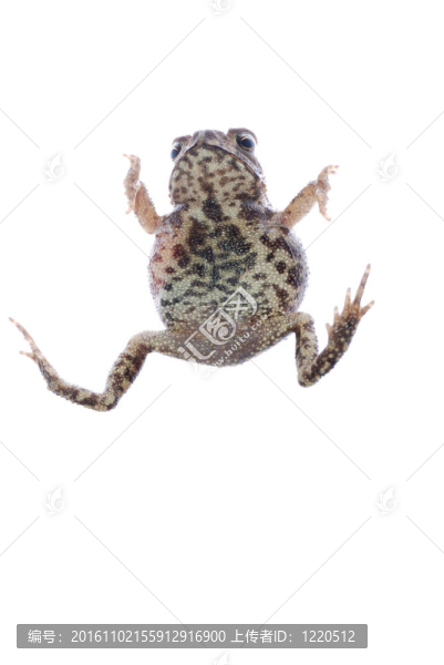 動物青蛙蟾蜍