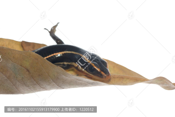 蜥蜴蜥蜴干葉