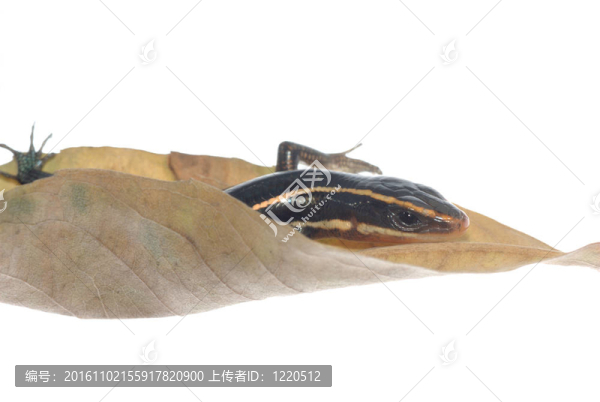 蜥蜴蜥蜴干葉