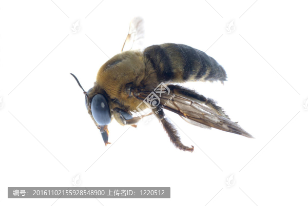 昆蟲卑微的蜜蜂