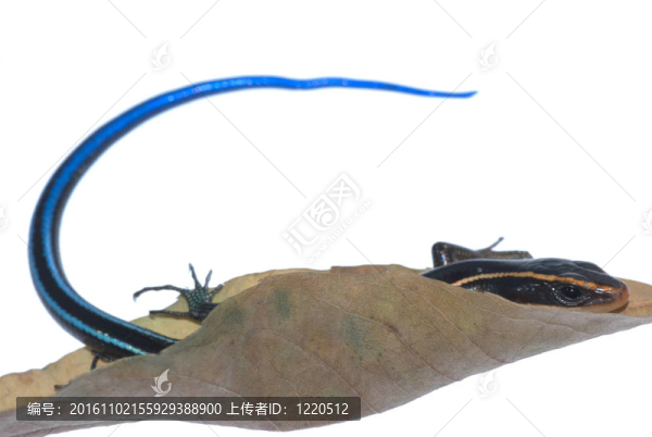 蜥蜴蜥蜴干葉