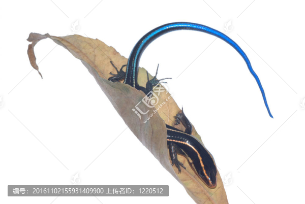 蜥蜴蜥蜴干葉