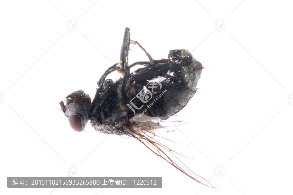 死蒼蠅的昆蟲