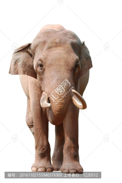 動物大象