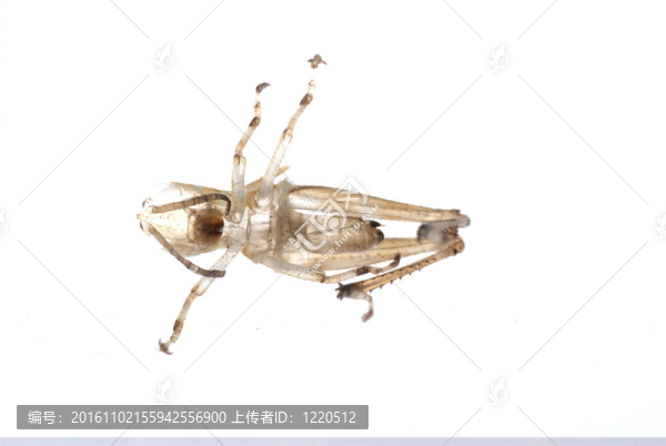 蚱蜢蛻皮