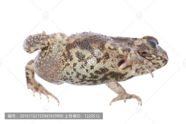 動物青蛙蟾蜍