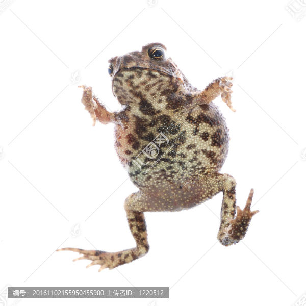 動物青蛙蟾蜍