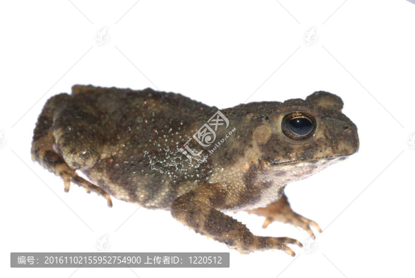 動物青蛙蟾蜍