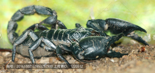 spinifer蝎子Heterometrus