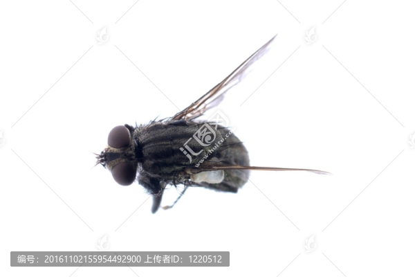 死蒼蠅的昆蟲