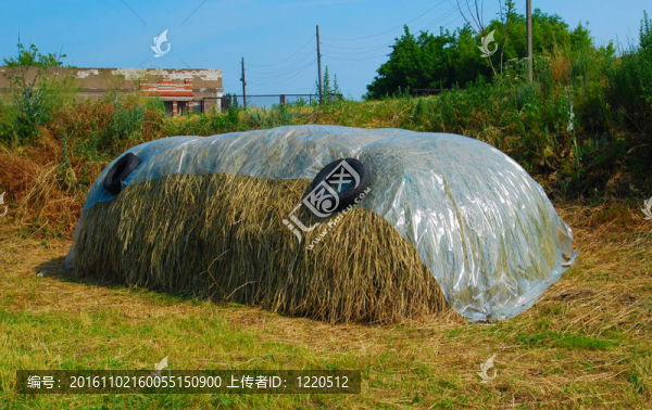 干草堆