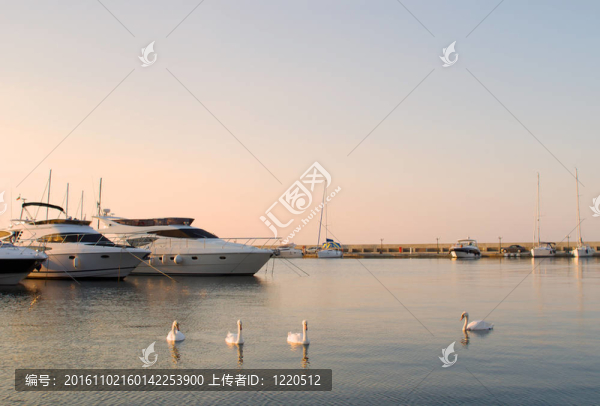 在沉默的海灣里的游艇和白天鵝