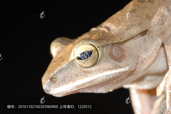 樹蛙