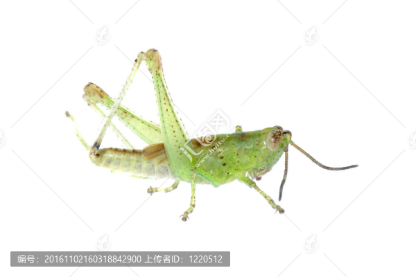 蚱蜢分離