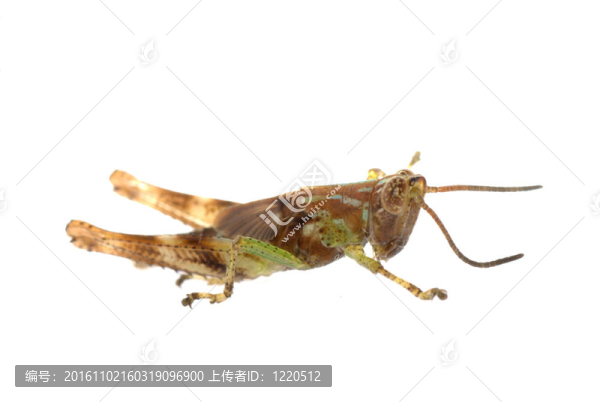 蚱蜢分離