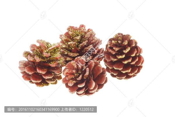 松樹的球果