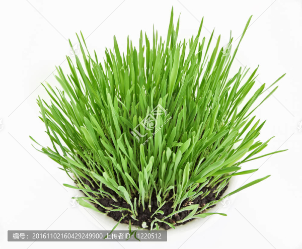 白版新綠草