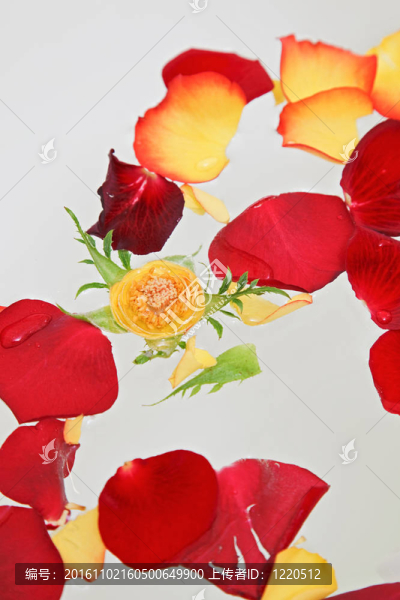 紅色和黃色的玫瑰花瓣漂浮在水中