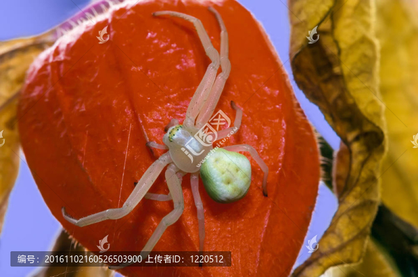 Flower（蟹）蜘蛛（Misumena,vatia）紅燈籠
