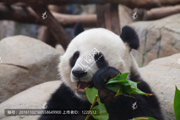 熊貓