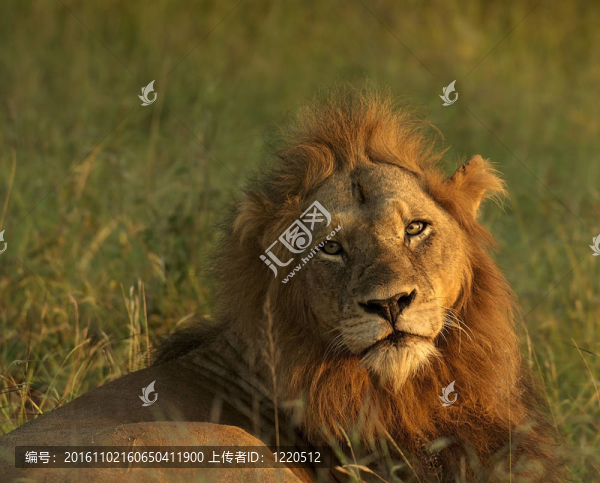 獅子休息