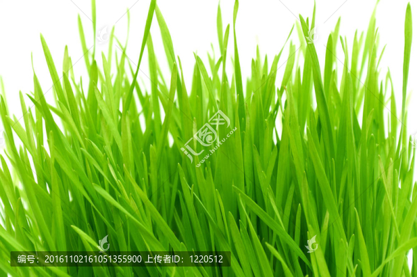 孤立的青草