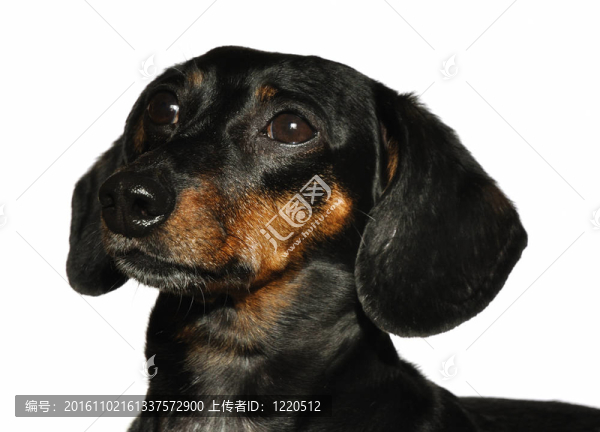 黑色和棕褐色短毛臘腸