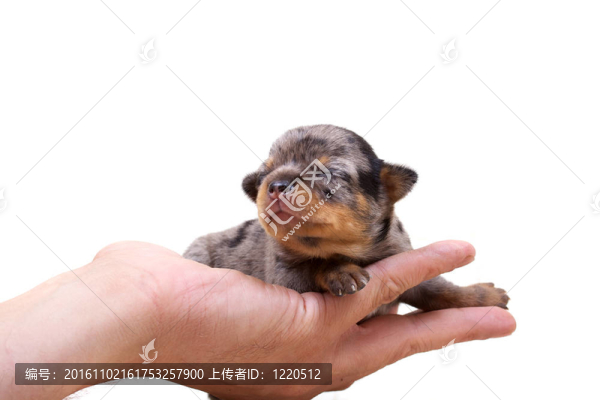 奇瓦瓦的白色小狗