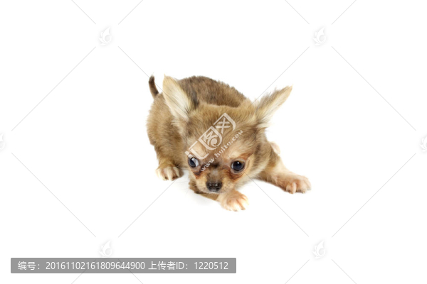 小奇瓦瓦的小狗