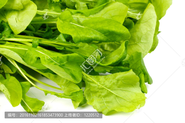 ruccola堆沙拉鮮葉