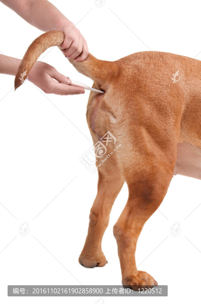 帶狗去診所的溫度