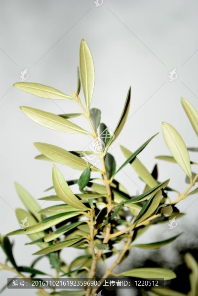 橄欖枝