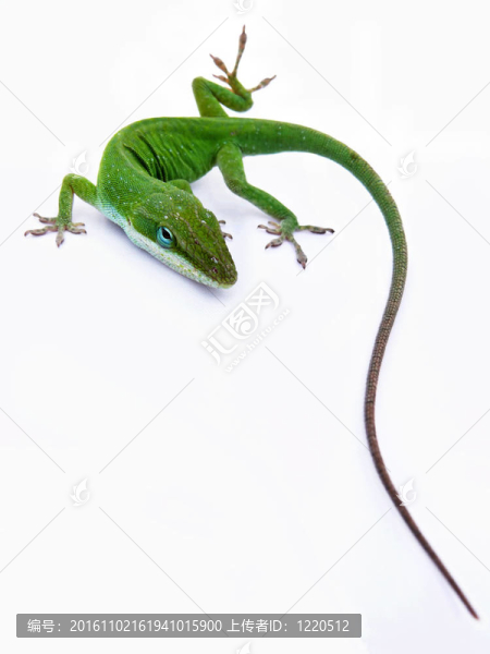 蜥蜴