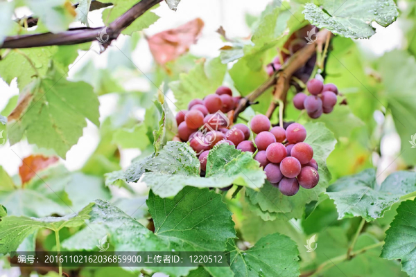 黑葡萄水滴串