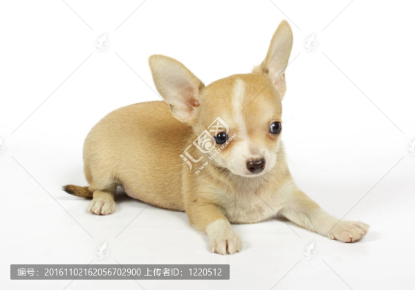 小奇瓦瓦的小狗