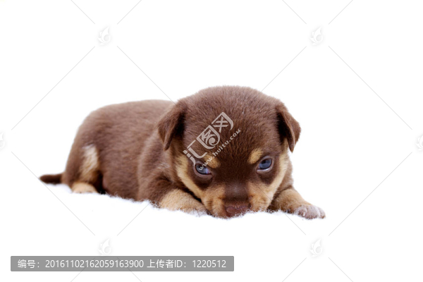 奇瓦瓦的白色小狗