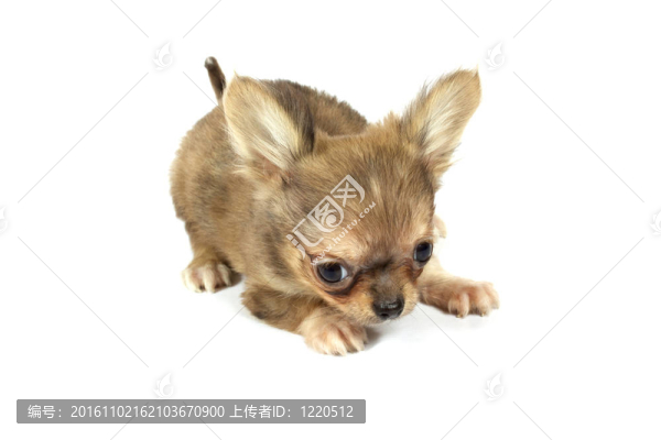 小奇瓦瓦的小狗