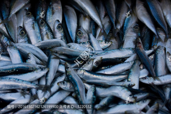 海洋魚類