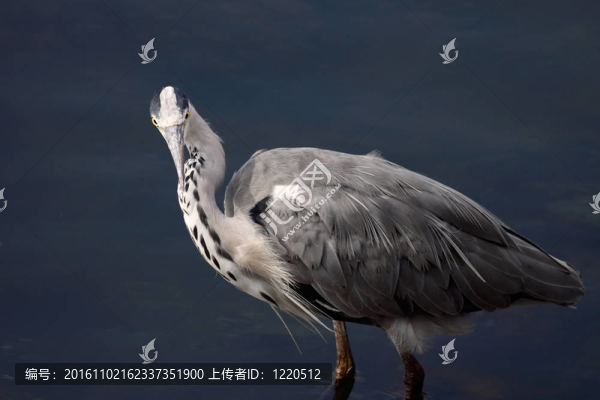 蒼鷺