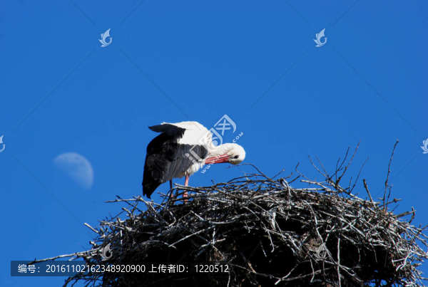 鸛