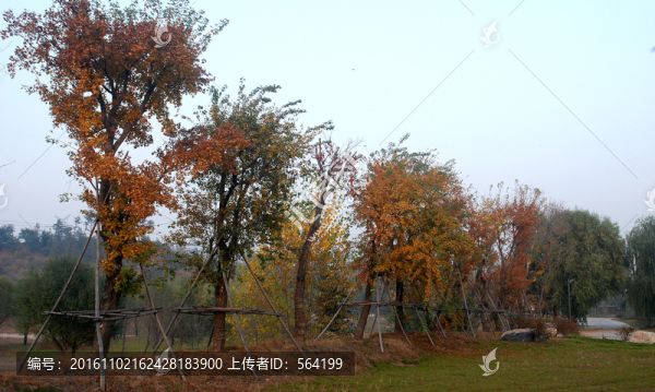 北京奧森公園,,紅葉